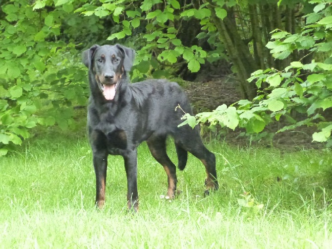 Journée beauceronne de Charme 03/05/15