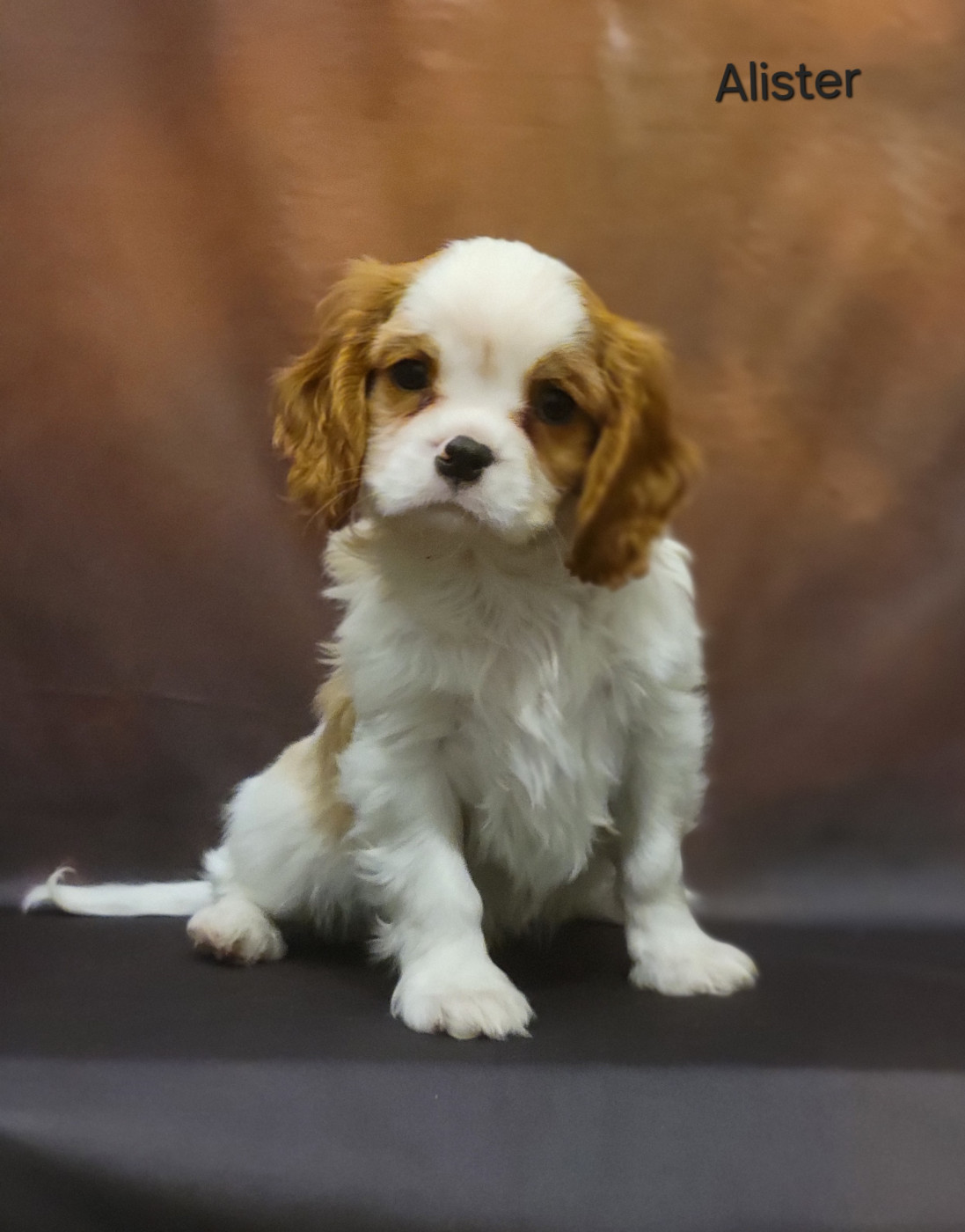 Des Brumes D'Hiver - Chiots disponibles - Cavalier King Charles Spaniel